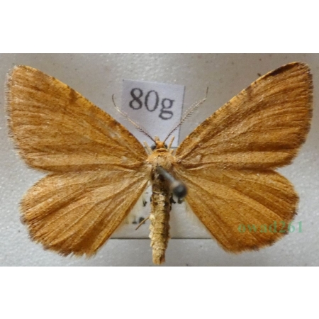 Macaria brunneata (Thunberg, 1784) Witalnik rdzawiak Czech80g